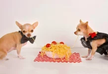L'alimentation des animaux domestiques et la cuisine Italienne